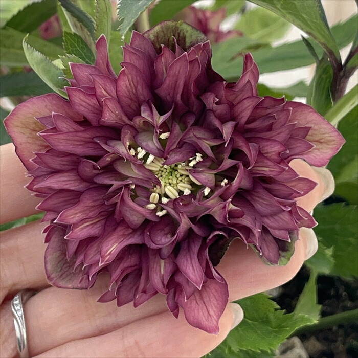 7 広瀬園芸 クリスマスローズ クレオパトラリバーシブルレッド　株分 楽天市場】クリスマスローズ クレオパトラ 0123-004 現品販売 送料無料