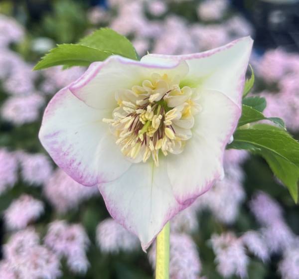 楽天市場】【現品】クリスマスローズ セミダブル咲き ホワイト系