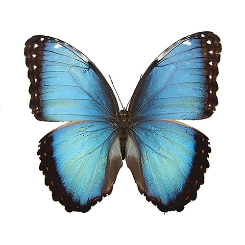 ペレイデスモルフォ , 蝶の標本 販売・通販のNatureShop|モルフォや