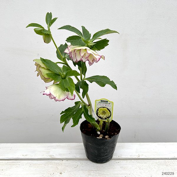 園芸ネット本店｜杉光園芸さんのクリスマスローズ：ダブル24-13