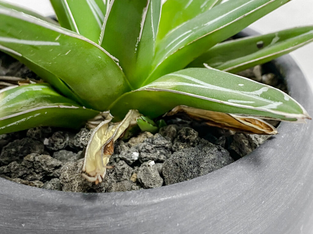 アガベ・笹の雪の子株たち！ | もすレコ。