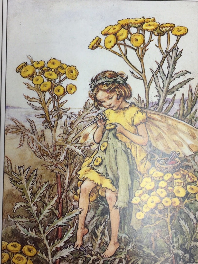 ☆シシリー・メアリー・バーカー ポストカード「THE TANSY FAIRY」額