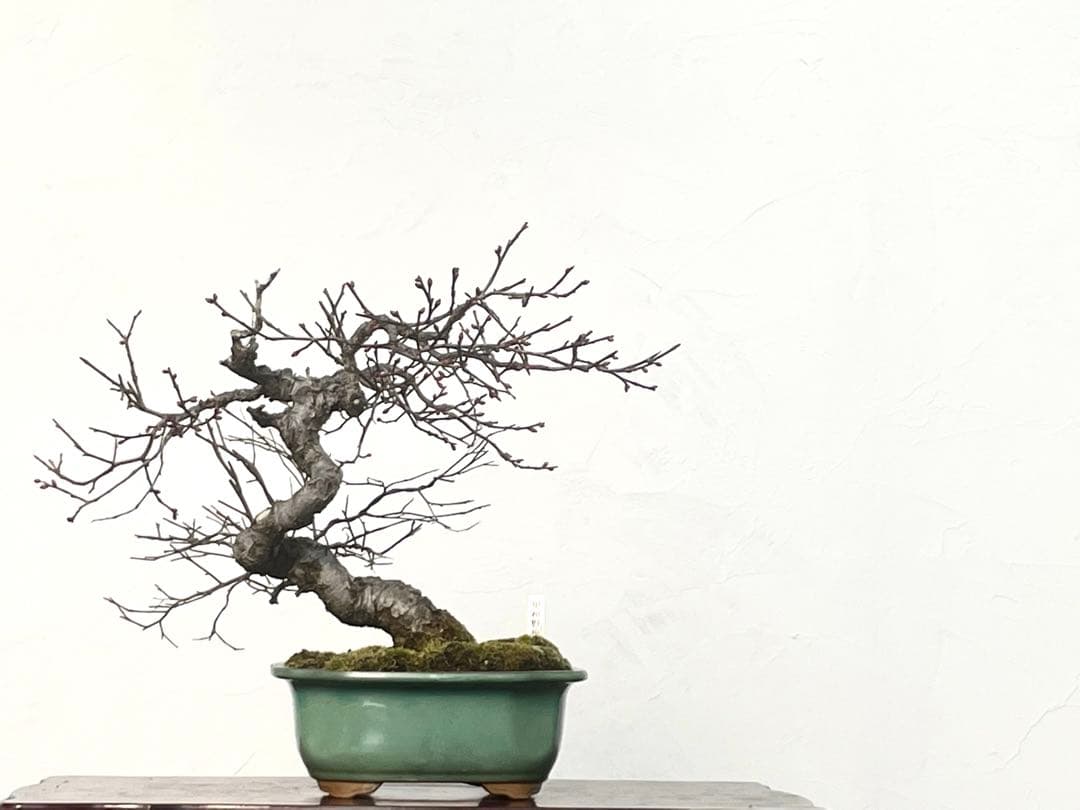 三河盆栽　甲州野梅　コウシュウ　ウメ　盆栽 甲州野梅-Z（コウシュウヤバイ・こうしゅうやばい・甲州野梅）ウメ