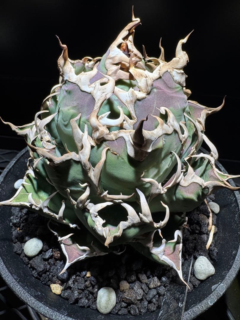 【断捨離】おまとめ品　アガベ　チタノタ　シーザー　ボール　大株 断捨離】おまとめ品 アガベ チタノタ シーザー ボール 大株 アガベ