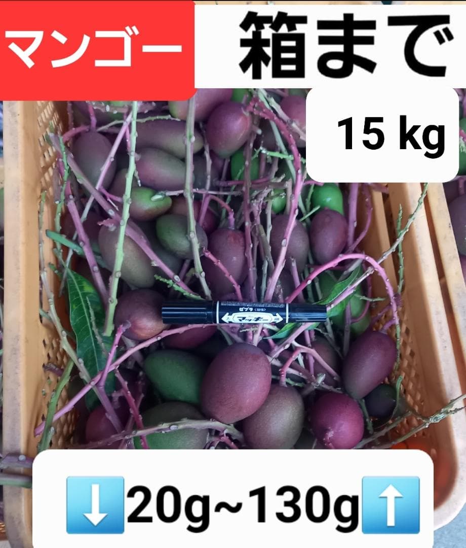 マンゴー+摘果 /15 kg including box マンゴー+摘果 / 22 kg including box マンゴー+摘果 /15 kg including