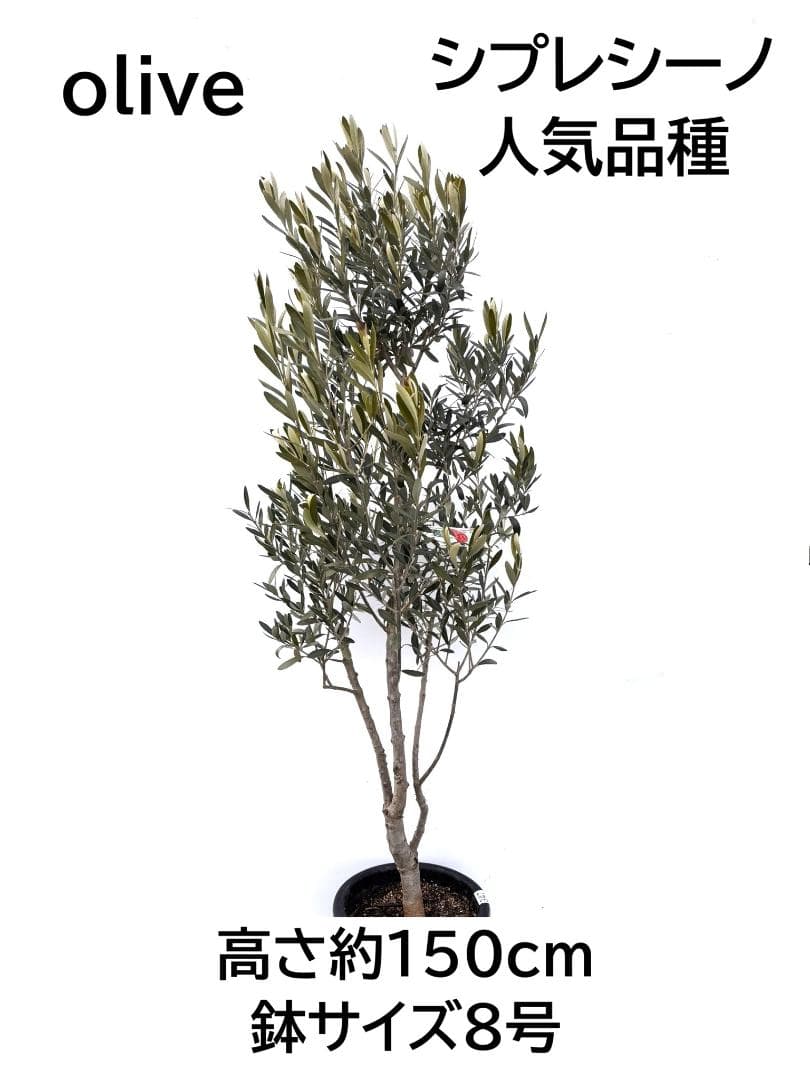 オリーブの木 シプレシーノ 8号 約150cm K-347 人気品種 現品掲載