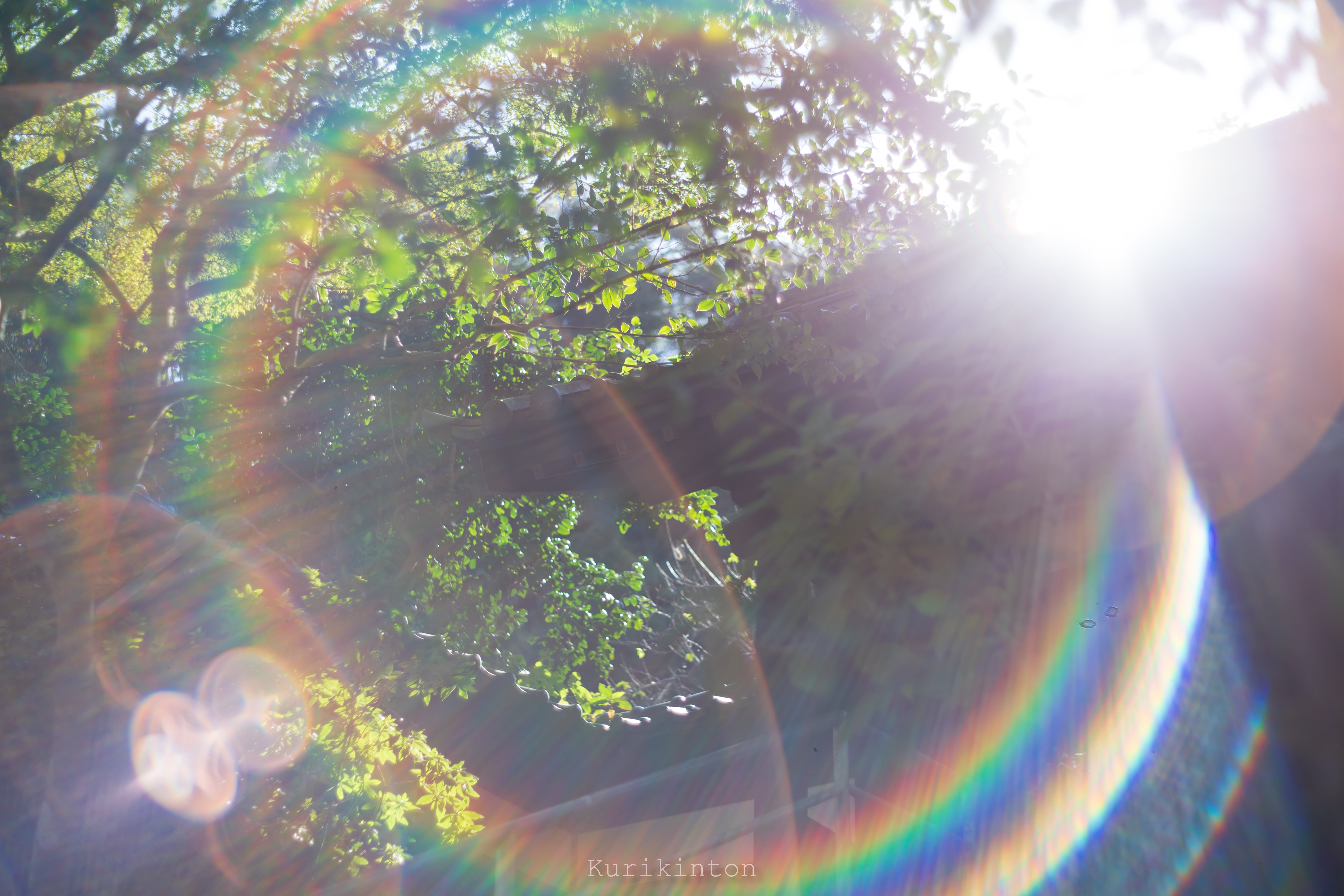 🌈虹のフレア祭り🌈：Super-Takumar 55mm f1.8｜栗きんとん