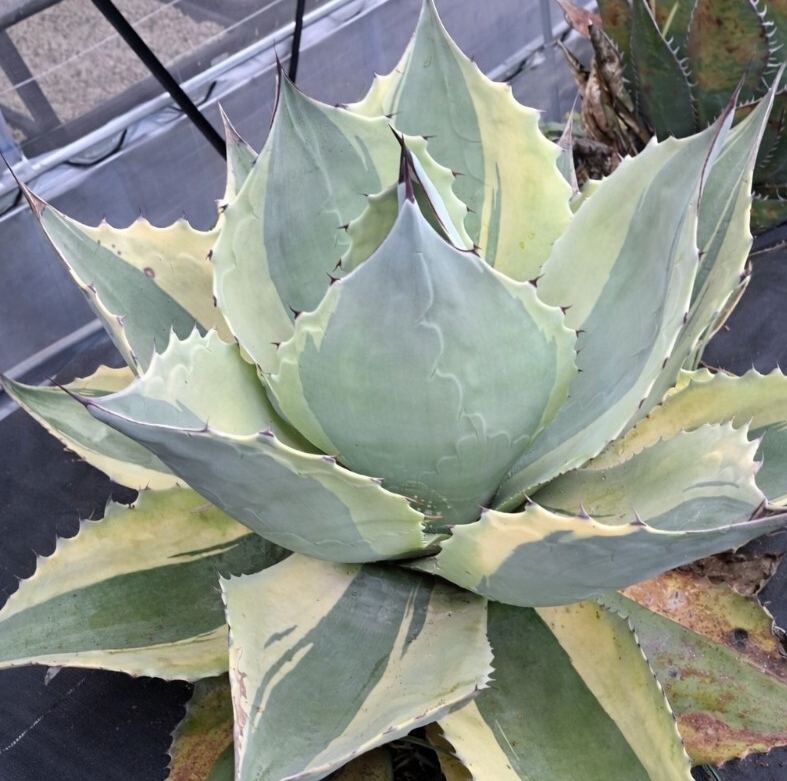 Yahoo!オークション -「アガベ オバティフォリア」(花、園芸) の落札