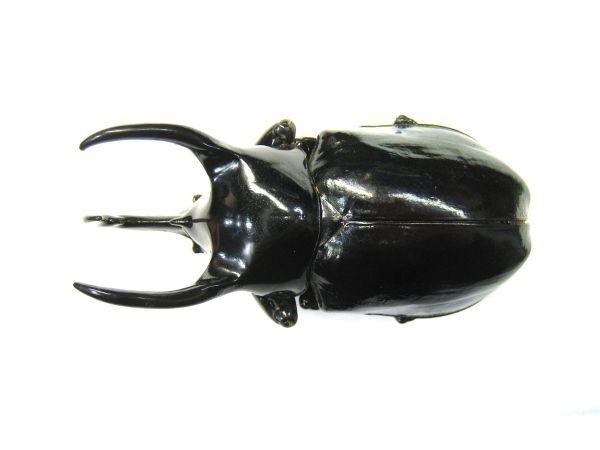 Yahoo!オークション -「コーカサスオオカブト 標本」の落札相場・落札価格