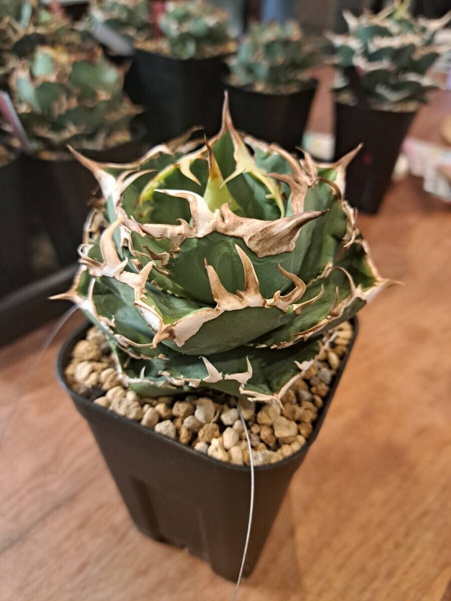 Yahoo!オークション - アガベ チタノタ COK CG01 追星 OC子株② コック