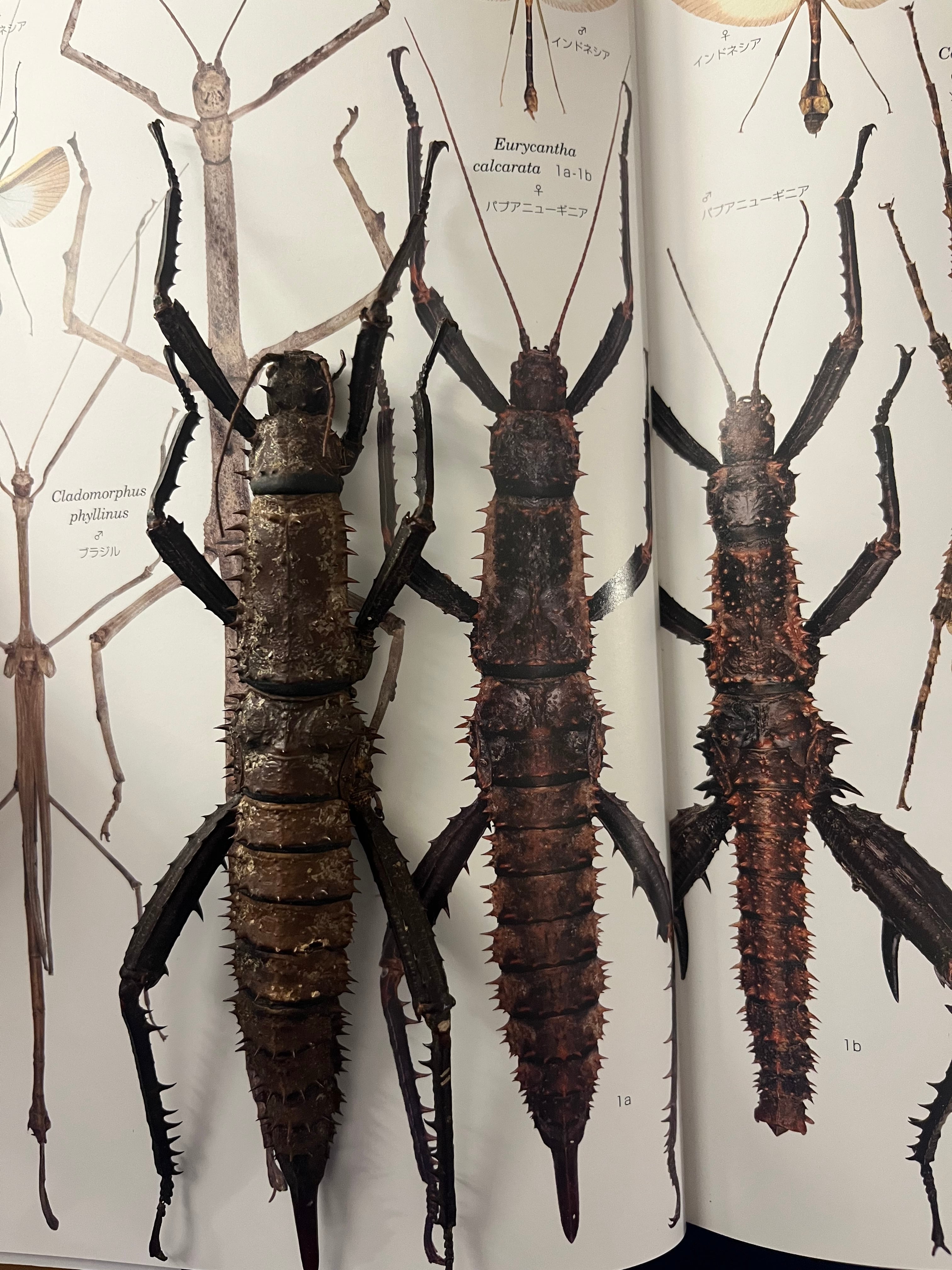 特大♀】トゲアシフトナナフシオバケフトナナフシコノハムシカマキリ